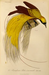 Mâle adulte du Petit Oiseau de paradis (Paradisaea minor), gravure de Histoire naturelle des oiseaux de paradis et des épimagues