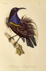 Mâle adulte du Paradisier riflebird (Ptiloris paradiseus), gravure de Histoire naturelle des oiseaux de paradis et des épimagues