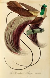 Mâle adulte du Paradisier rouge (Paradisaea rubra), gravure de Histoire naturelle des oiseaux de paradis et des épimagues