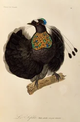 Mâle adulte du Parotia de l