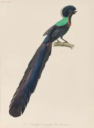 Oiseau de paradis, 1835