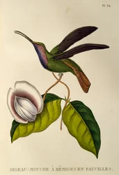 Lazuline Sabrewing (Campylopterus falcatus), gravure de Les trochilidees ou les colibris et les oiseaux-mouches