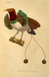 Mâle du Roi des oiseaux de paradis (Cicinnurus regius), gravure de Histoire naturelle des oiseaux de paradis et des épimaques