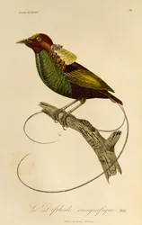 Mâle du Magnifique Oiseau de paradis (Cicinnurus magnificus), gravure de Histoire naturelle des oiseaux de paradis et des épimaques