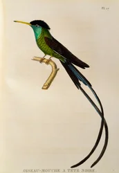 Colibri à tête noire (Trochilus polytmus), gravure tirée de Les trochilidées ou les colibris et les oiseaux-mouches