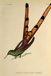 Comète à queue rouge (Sappho sparganurus), gravure tirée de Les trochilidées ou les colibris et les oiseaux-mouches