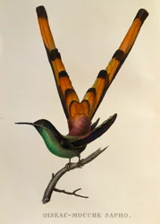 Comète à queue rouge (Sappho sparganurus), gravure tirée de Les trochilidées ou les colibris et les oiseaux-mouches