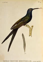 Colibri hirondelle (Eupetomena macroura), gravure tirée de Les trochilidées ou les colibris et les oiseaux-mouches