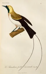 Jeune mâle de l