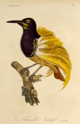 Jeune mâle de l