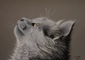 Regard de chat