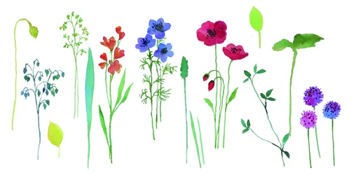 Fleurs colorées à l