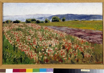 Le champ de coquelicots