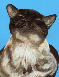 Le chat brun au regard serein