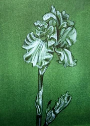 Élégant iris vert
