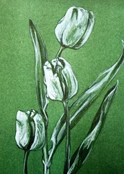 Tulipes blanches fraîches