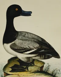 Canard Milouin