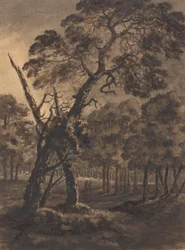 Scène de forêt