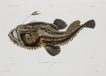 Poisson pêcheur, Islande, début du 19e siècle