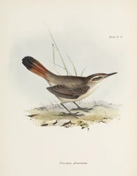 Géositte à queue barrée, Amérique du Sud, vers 1832-1836