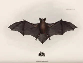 Chauve-souris, Amérique du Sud, vers 1832-1836