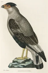 Caracara huppé