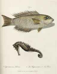 Poisson et hippocampe