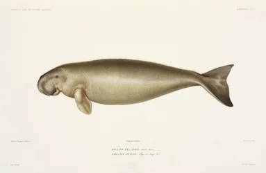 Dugong halicore