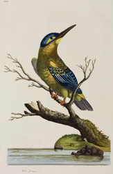 Martin-pêcheur