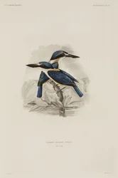 Martin-pêcheurs, Samoa