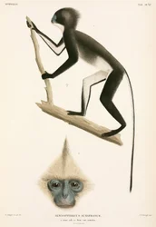 Singes, Sumatra, Indonésie