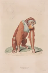 Orang-outan, Indonésie