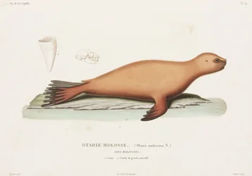 Lion de mer, Îles Falkland