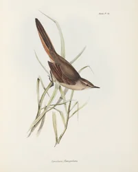 Synallaxe, Amérique du Sud, vers 1832-1836