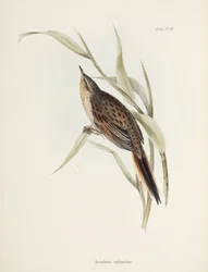 Synallaxe, Amérique du Sud, vers 1832-1836