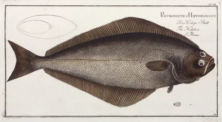Le Flétan