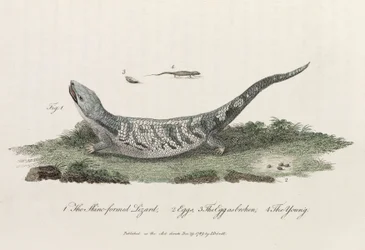 Le Lézard à peau écailleuse