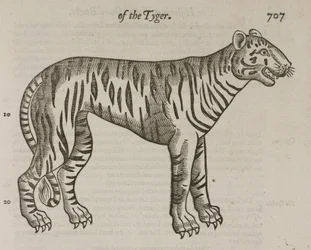 Le Tigre