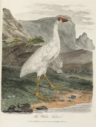 La Foulque blanche