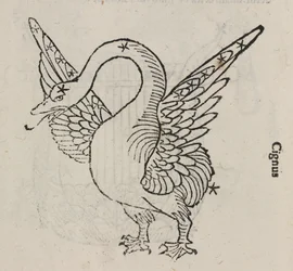 La constellation du Cygne
