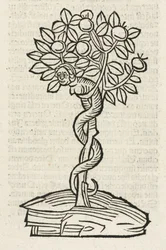 Le serpent dans l