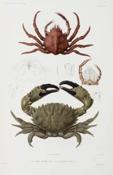Deux crabes