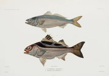 Deux types de poissons