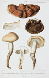 Deux types de champignons, vers 1874