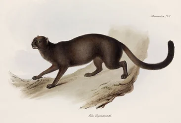 Chat belette ou chat loutre, Amérique du Sud, vers 1832-1836