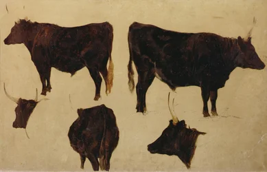 Études de bovins à longues cornes