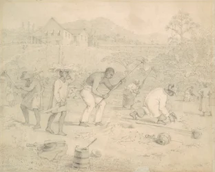Plantation de la canne à sucre (Trinité)