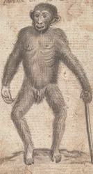 Singes (un des trois sur une monture)