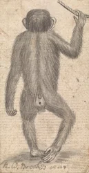Singes (un des trois sur un montage)