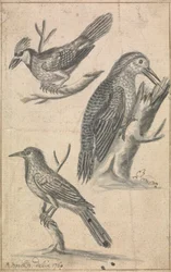 Pic et deux oiseaux
